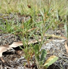 Haloragis heterophylla at Dunlop, ACT - 8 Jan 2019 09:58 AM