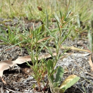 Haloragis heterophylla at Dunlop, ACT - 8 Jan 2019 09:58 AM