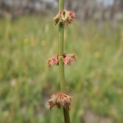 Rumex brownii (Slender Dock) at Dunlop, ACT - 7 Jan 2019 by CathB