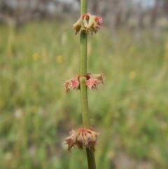 Rumex brownii (Slender Dock) at Dunlop, ACT - 8 Jan 2019 by CathB