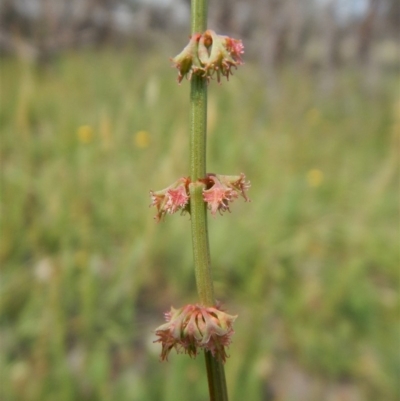 Rumex brownii (Slender Dock) at Dunlop, ACT - 8 Jan 2019 by CathB