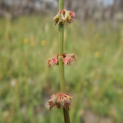 Rumex brownii (Slender Dock) at Mount Painter - 7 Jan 2019 by CathB