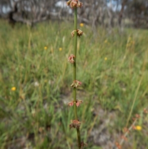 Rumex brownii at Dunlop, ACT - 8 Jan 2019