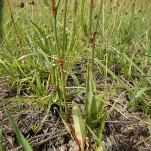 Rumex brownii at Dunlop, ACT - 8 Jan 2019