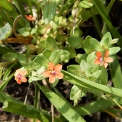 Lysimachia arvensis (Scarlet Pimpernel) at Dunlop, ACT - 8 Jan 2019 by CathB