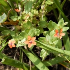 Lysimachia arvensis (Scarlet Pimpernel) at Dunlop, ACT - 7 Jan 2019 by CathB