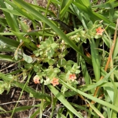 Lysimachia arvensis at Dunlop, ACT - 8 Jan 2019 10:12 AM