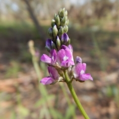 Cullen microcephalum (Dusky Scurf-pea) at Dunlop, ACT - 8 Jan 2019 by CathB