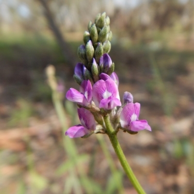 Cullen microcephalum (Dusky Scurf-pea) at Dunlop, ACT - 8 Jan 2019 by CathB