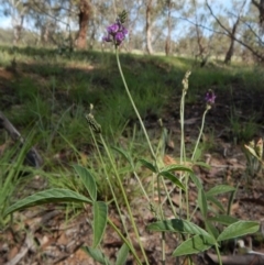 Cullen microcephalum at Dunlop, ACT - 8 Jan 2019 10:25 AM