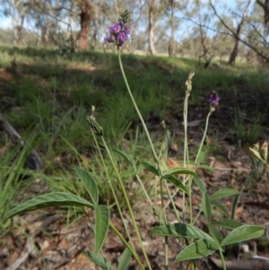 Cullen microcephalum at Dunlop, ACT - 8 Jan 2019 10:25 AM