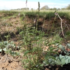 Cullen microcephalum at Dunlop, ACT - 8 Jan 2019 10:25 AM