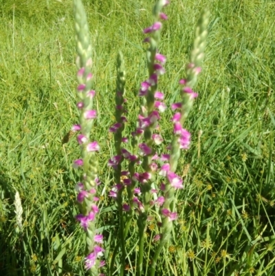 Spiranthes australis (Austral Ladies Tresses) at Fadden, ACT - 9 Jan 2019 by ArcherCallaway
