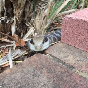 Tiliqua scincoides scincoides at Hackett, ACT - 5 Jan 2019 11:53 AM