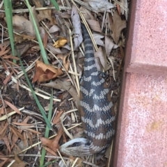 Tiliqua scincoides scincoides at Hackett, ACT - 5 Jan 2019 11:53 AM