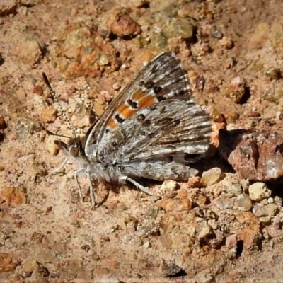 Lucia limbaria (Chequered Copper) at Coree, ACT - 9 Jan 2019 by JohnBundock