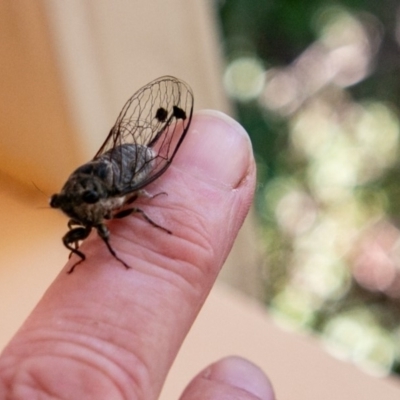 Galanga labeculata (Double-spotted cicada) at Chapman, ACT - 7 Jan 2019 by SWishart