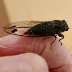 Galanga labeculata at Chapman, ACT - 7 Jan 2019 06:23 PM