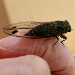 Galanga labeculata at Chapman, ACT - 7 Jan 2019 06:23 PM