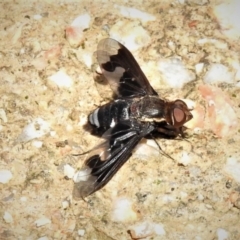 Balaana sp. (genus) (Bee Fly) at Coree, ACT - 9 Jan 2019 by JohnBundock