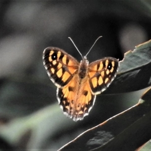 Geitoneura klugii at Coree, ACT - 9 Jan 2019