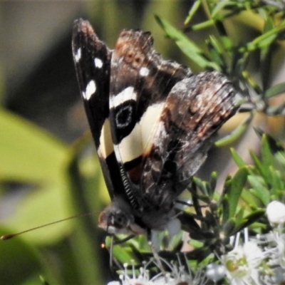 Vanessa itea (Yellow Admiral) at Coree, ACT - 9 Jan 2019 by JohnBundock