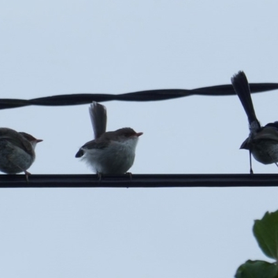 Malurus cyaneus (Superb Fairywren) at Hughes, ACT - 7 Jan 2019 by JackyF