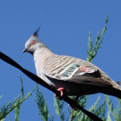 Ocyphaps lophotes (Crested Pigeon) at Hughes, ACT - 9 Jan 2019 by JackyF