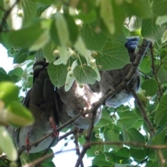 Ocyphaps lophotes at Hughes, ACT - 9 Jan 2019