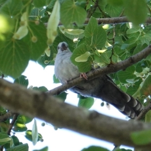 Ocyphaps lophotes at Hughes, ACT - 9 Jan 2019