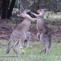 Macropus giganteus (Eastern Grey Kangaroo) at Hughes, ACT - 8 Jan 2019 by JackyF
