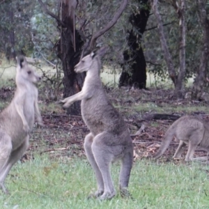 Macropus giganteus at Hughes, ACT - 8 Jan 2019 08:03 PM