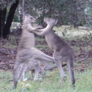 Macropus giganteus at Hughes, ACT - 8 Jan 2019