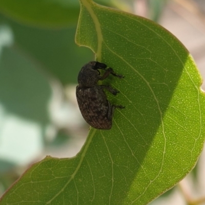 Rhinaria sp. (genus) (Unidentified Rhinaria weevil) at Deakin, ACT - 8 Jan 2019 by JackyF