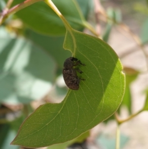 Rhinaria sp. (genus) at Deakin, ACT - 8 Jan 2019 02:33 PM