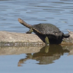 Chelodina longicollis (Eastern Long-necked Turtle) at Fyshwick, ACT - 4 Jan 2019 by Christine