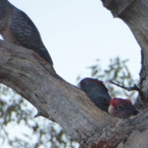 Callocephalon fimbriatum at Hughes, ACT - 13 Jan 2018