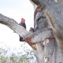 Callocephalon fimbriatum at Hughes, ACT - 13 Jan 2018