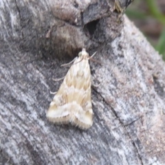Hellula hydralis (Cabbage Centre Moth) at Namadgi National Park - 6 Jan 2019 by Christine