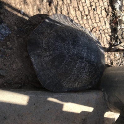 Chelodina longicollis (Eastern Long-necked Turtle) at Forde, ACT - 9 Jan 2019 by JasonC