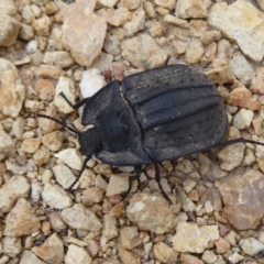 Cillibus incisus (Darkling Beetle) at Tennent, ACT - 7 Jan 2019 by Christine