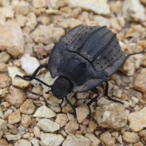 Cillibus incisus at Tennent, ACT - 7 Jan 2019 07:04 AM