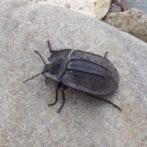 Cillibus incisus at Tennent, ACT - 7 Jan 2019 07:04 AM