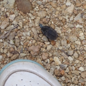 Cillibus incisus at Tennent, ACT - 7 Jan 2019 07:04 AM