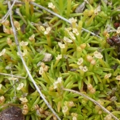 Scleranthus biflorus at Booth, ACT - 7 Jan 2019