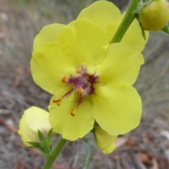 Verbascum virgatum (Green Mullein) at Booth, ACT - 6 Jan 2019 by Christine