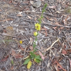 Verbascum virgatum at Booth, ACT - 7 Jan 2019