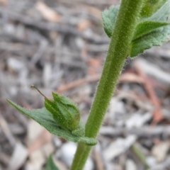 Verbascum virgatum at Booth, ACT - 7 Jan 2019