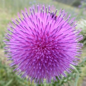 Cirsium vulgare at Booth, ACT - 7 Jan 2019 09:36 AM