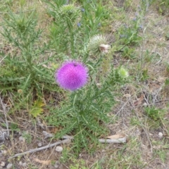 Cirsium vulgare at Booth, ACT - 7 Jan 2019 09:36 AM